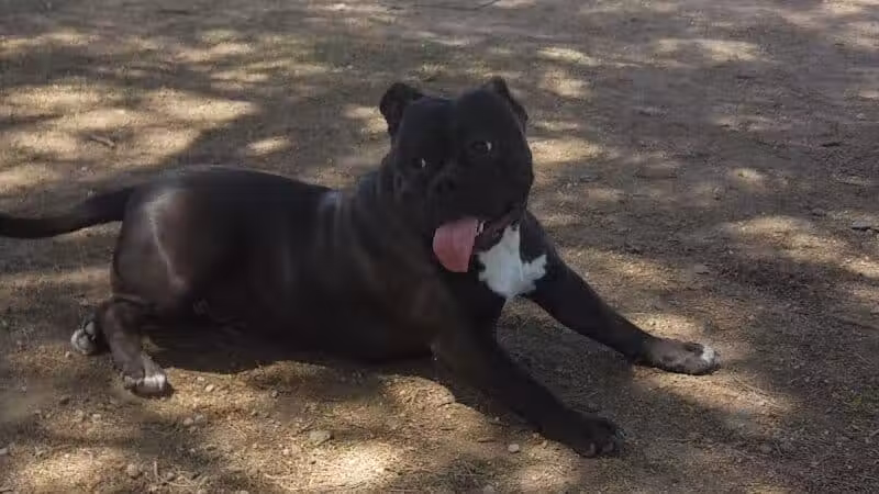 Nozomi Dog Park - Chandler, AZ