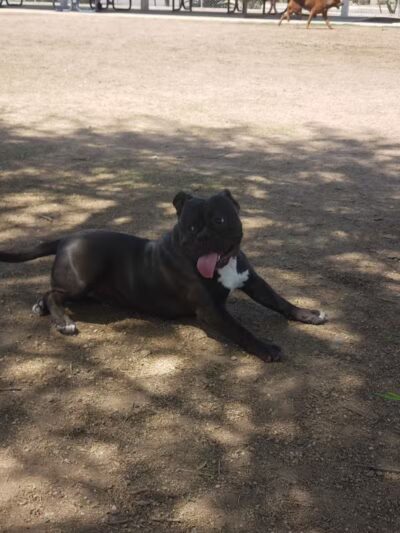 Nozomi Dog Park - Chandler, AZ