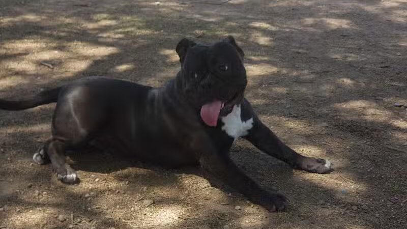 Nozomi Dog Park - Chandler, AZ