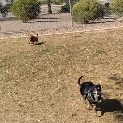 Nozomi Dog Park - Chandler, AZ