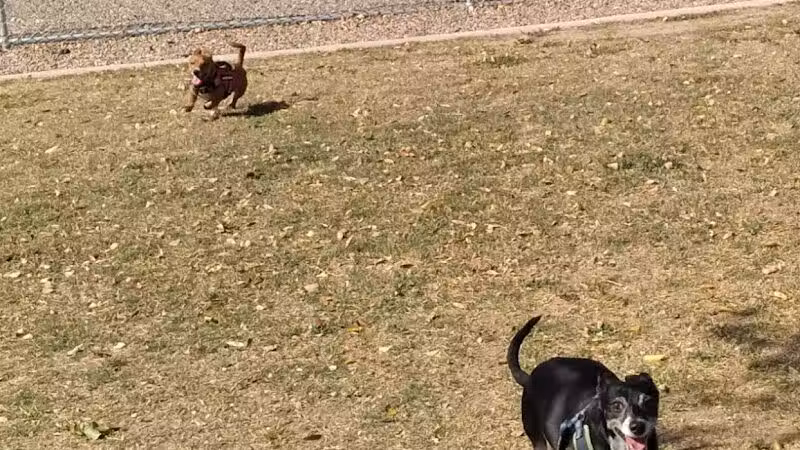 Nozomi Dog Park - Chandler, AZ