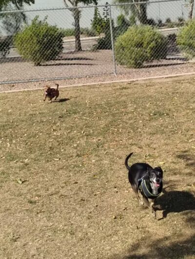 Nozomi Dog Park - Chandler, AZ