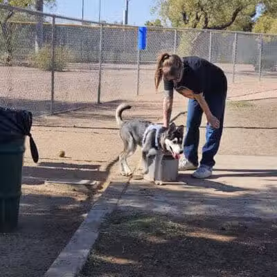 Nozomi Dog Park - Chandler, AZ