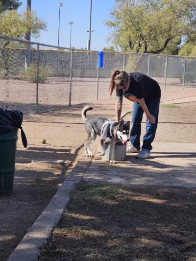 Nozomi Dog Park - Chandler, AZ