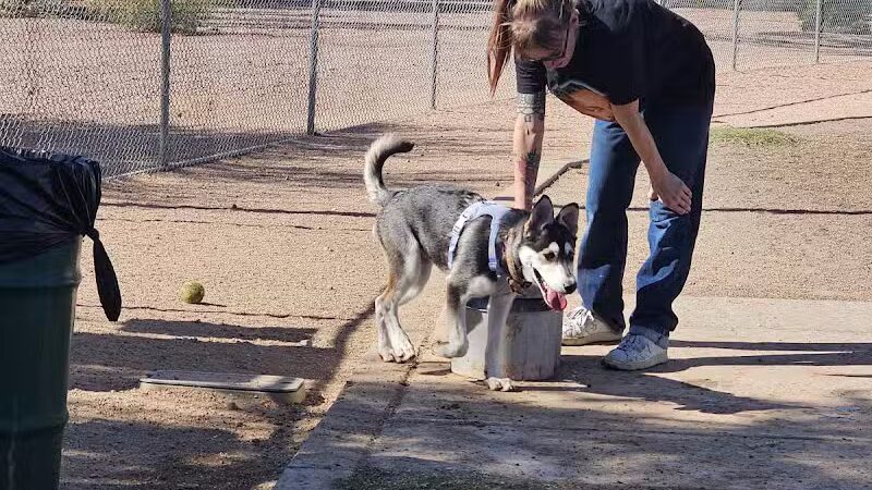 Nozomi Dog Park - Chandler, AZ