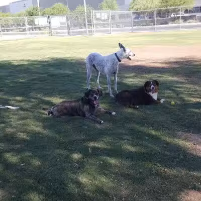 Nozomi Dog Park - Chandler, AZ