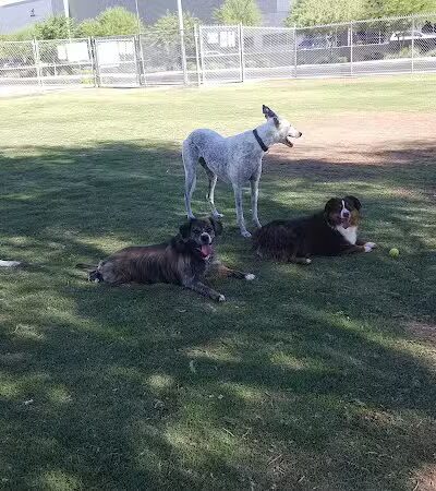 Nozomi Dog Park - Chandler, AZ
