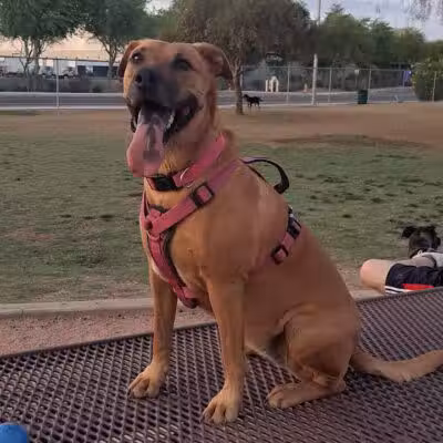 Nozomi Dog Park - Chandler, AZ
