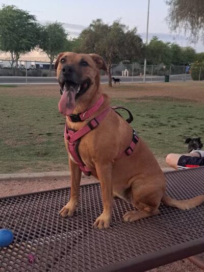 Nozomi Dog Park - Chandler, AZ
