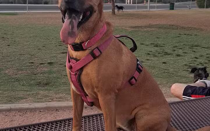 Nozomi Dog Park - Chandler, AZ