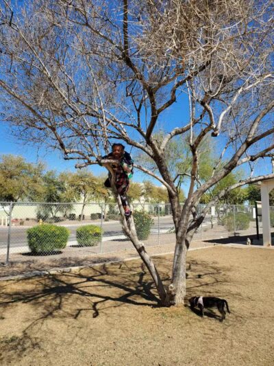 Nozomi Dog Park - Chandler, AZ