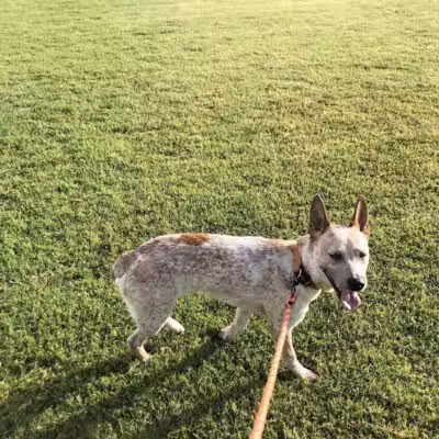 Shawnee Dog Park - Chandler, AZ