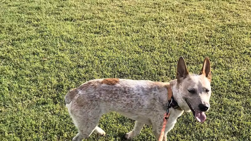Shawnee Dog Park - Chandler, AZ