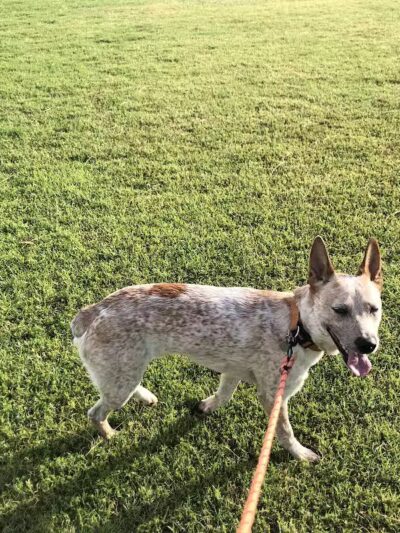 Shawnee Dog Park - Chandler, AZ