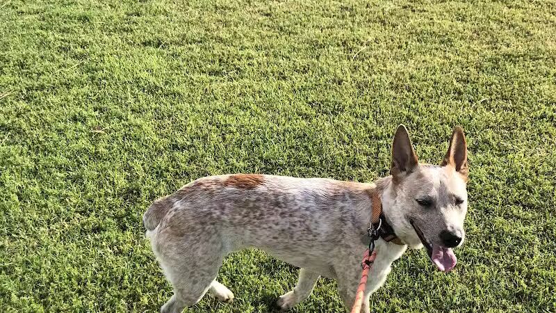 Shawnee Dog Park - Chandler, AZ