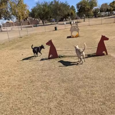 Shawnee Dog Park - Chandler, AZ