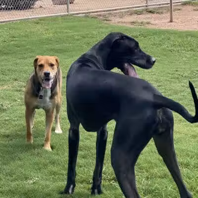 Shawnee Dog Park - Chandler, AZ