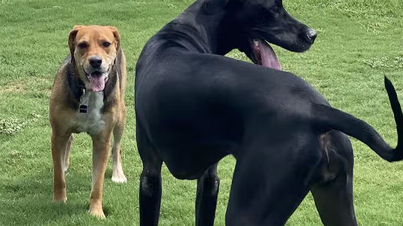 Shawnee Dog Park - Chandler, AZ