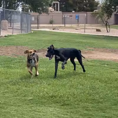 Shawnee Dog Park - Chandler, AZ