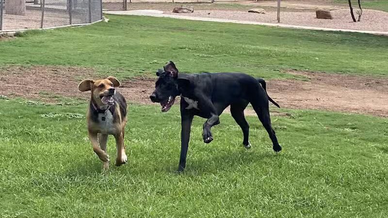 Shawnee Dog Park - Chandler, AZ