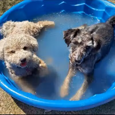 Shawnee Dog Park - Chandler, AZ