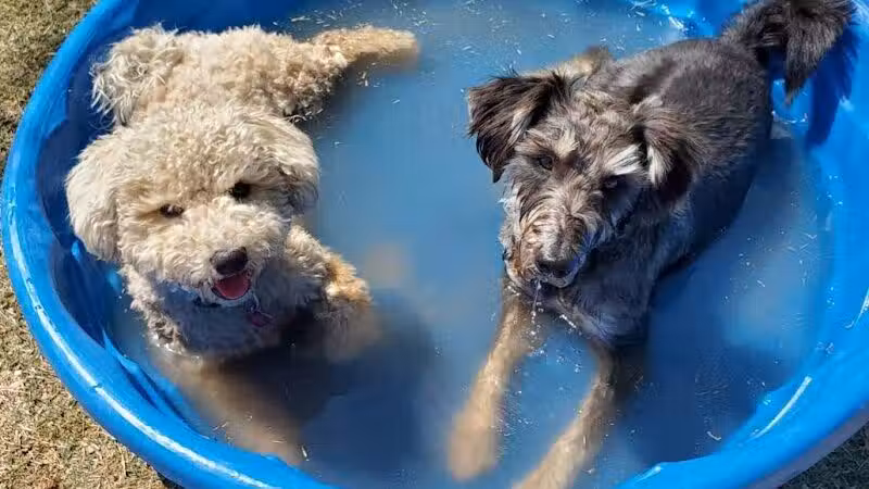 Shawnee Dog Park - Chandler, AZ