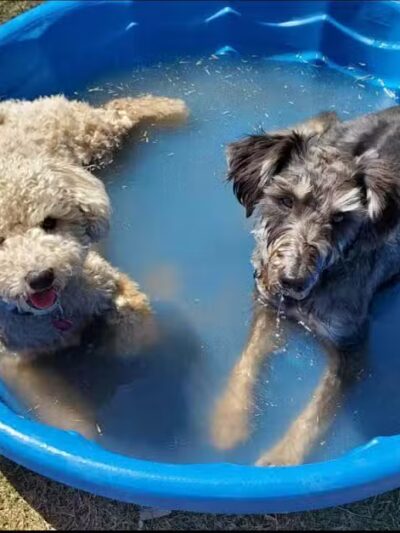 Shawnee Dog Park - Chandler, AZ