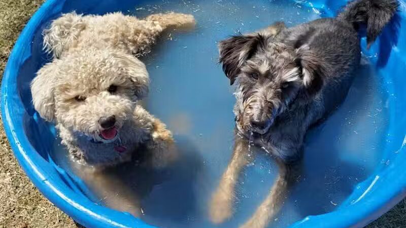 Shawnee Dog Park - Chandler, AZ