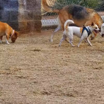 Shawnee Dog Park - Chandler, AZ