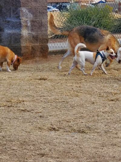 Shawnee Dog Park - Chandler, AZ