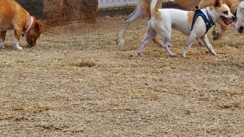 Shawnee Dog Park - Chandler, AZ