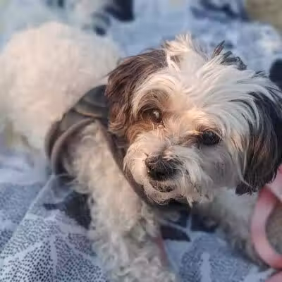 Shawnee Dog Park - Chandler, AZ