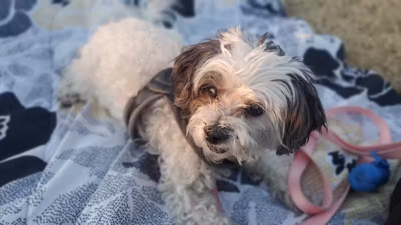 Shawnee Dog Park - Chandler, AZ