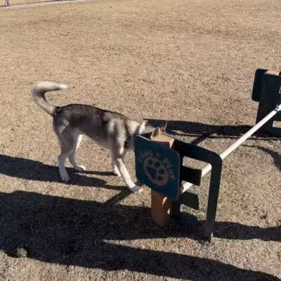 Snedigar Dog Park - Chandler, AZ