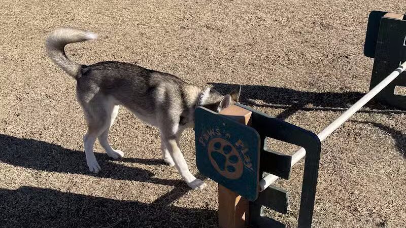 Snedigar Dog Park - Chandler, AZ