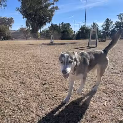 Snedigar Dog Park - Chandler, AZ