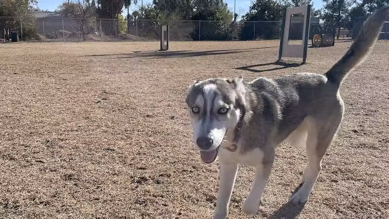 Snedigar Dog Park - Chandler, AZ