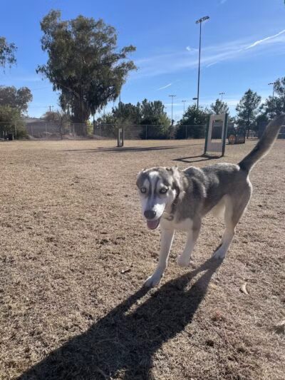Snedigar Dog Park - Chandler, AZ
