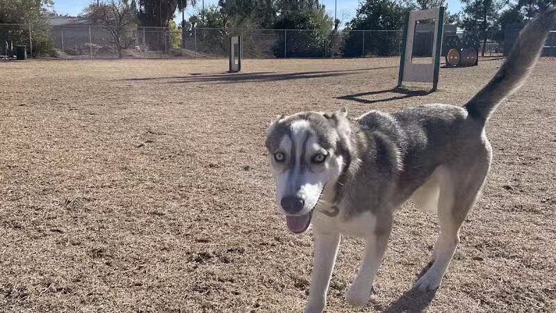 Snedigar Dog Park - Chandler, AZ