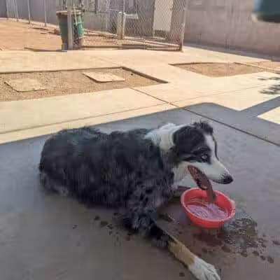 Snedigar Dog Park - Chandler, AZ