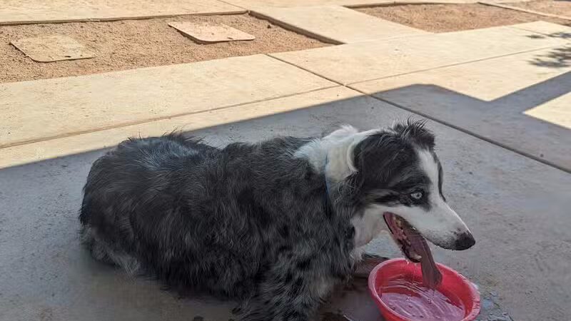 Snedigar Dog Park - Chandler, AZ
