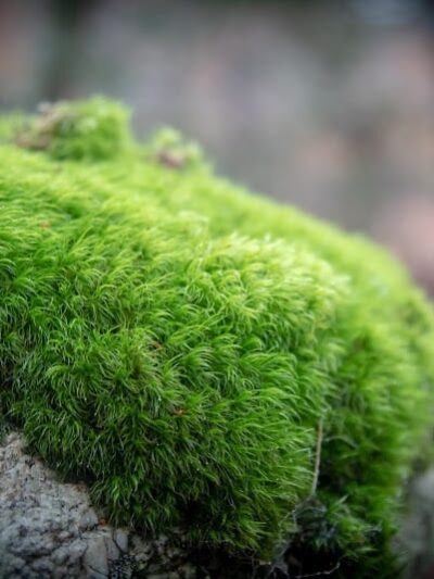 Diana's Pool - Chaplin, CT