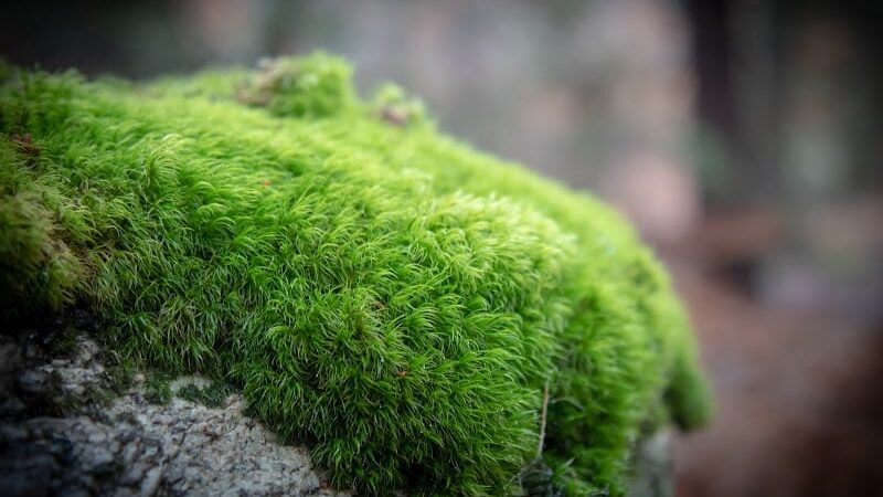 Diana's Pool - Chaplin, CT