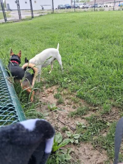 Charleston Dog Park - Charleston, IL