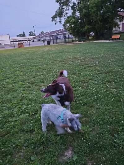 Charleston Dog Park - Charleston, IL
