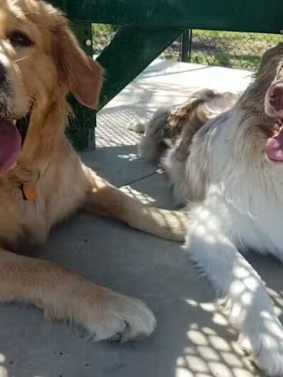 Charleston Dog Park - Charleston, IL