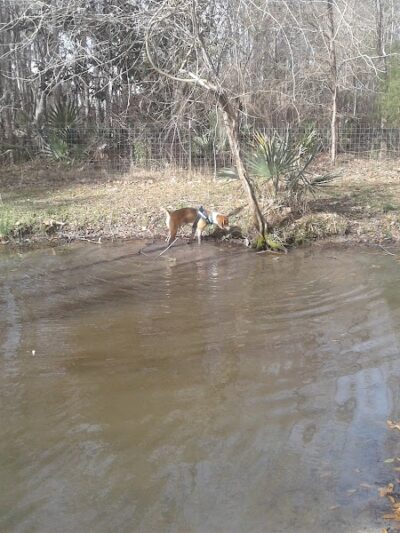 Bridgewater Dog Park - Charleston, SC