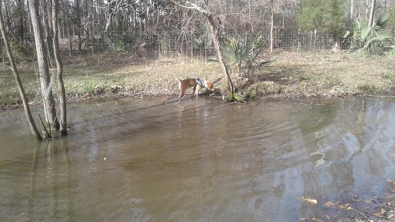 Bridgewater Dog Park - Charleston, SC