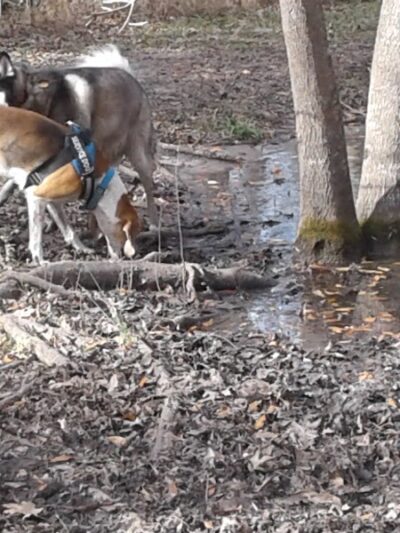 Bridgewater Dog Park - Charleston, SC