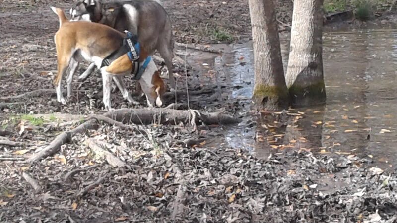 Bridgewater Dog Park - Charleston, SC